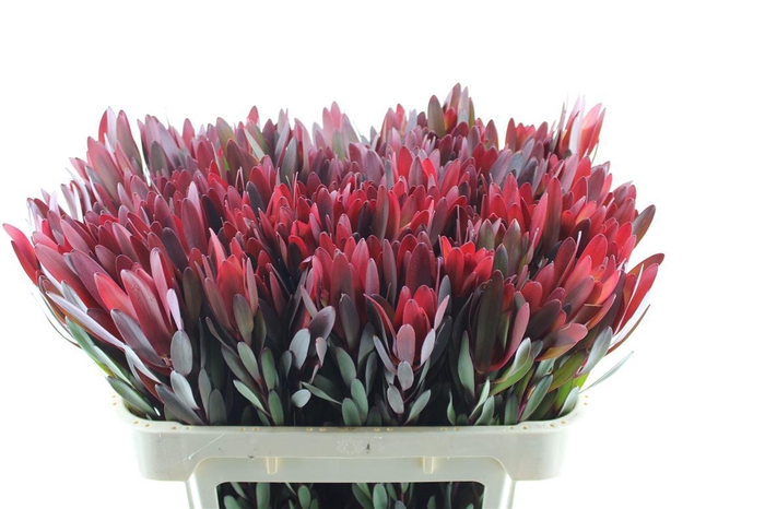 <h4>Leucad Saf Sunset Ex</h4>