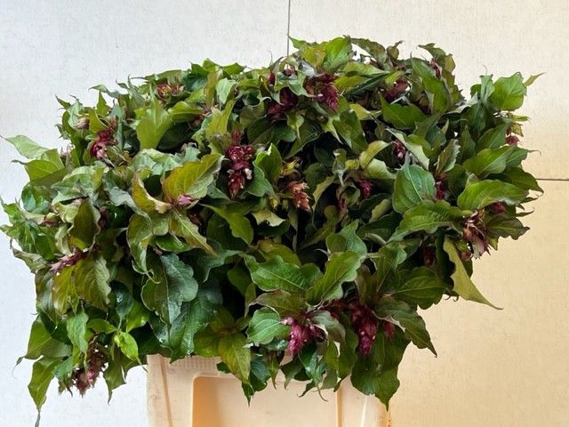<h4>LEYCESTERIA FORMOSA</h4>