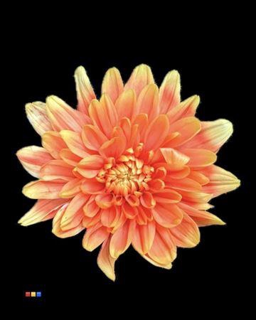 <h4>Chr T 2 Kl Baltica Sunshine</h4>