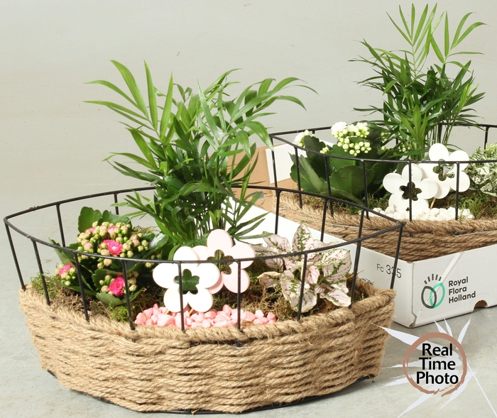 <h4>ARR KAMERPL</h4>