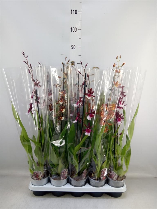 <h4>Cambria   ...mix</h4>