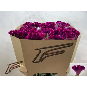 CEL C CRISTI PURPLE
