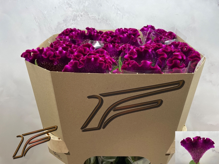 <h4>CEL C CRISTI PURPLE</h4>