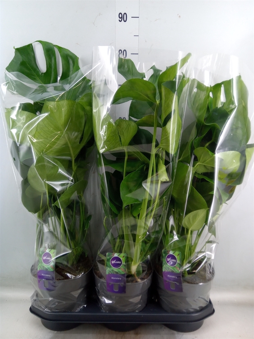 <h4>Monstera delic.</h4>