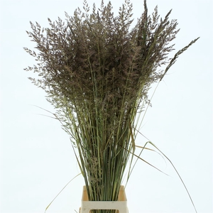 Calamagrostis Brachy