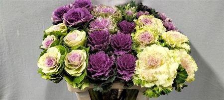 <h4>Brass Gem 6 Soorten</h4>