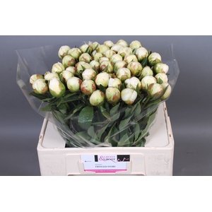 Paeonia Fringed Ivory
