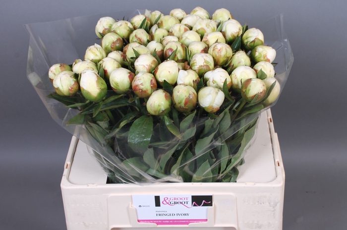 <h4>Paeonia Fringed Ivory</h4>
