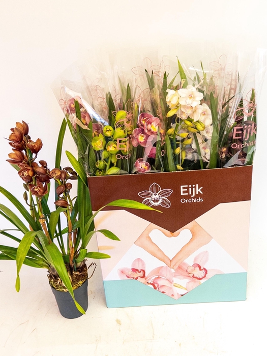 <h4>CYMB GEMENGD</h4>