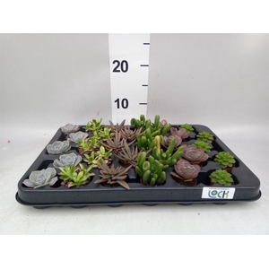 Succulents   ...