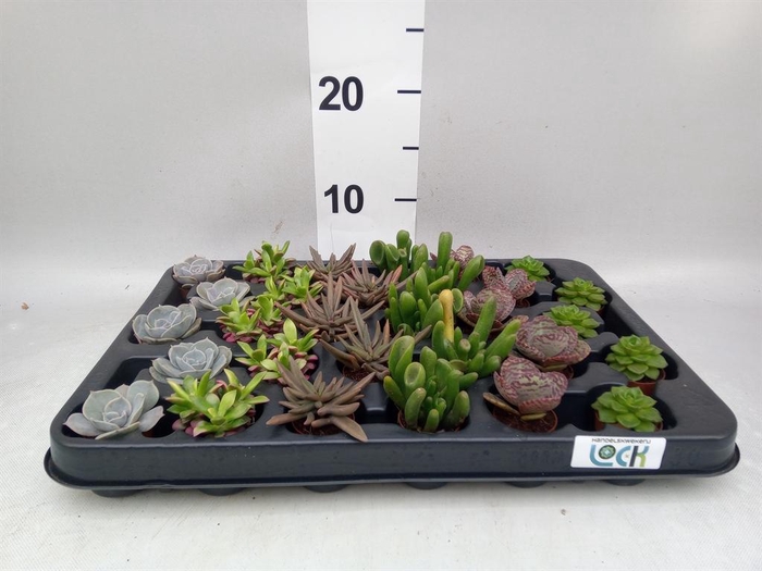 <h4>Succulents   ...</h4>