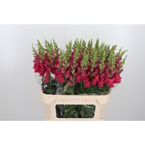 Antirhinum M Rose