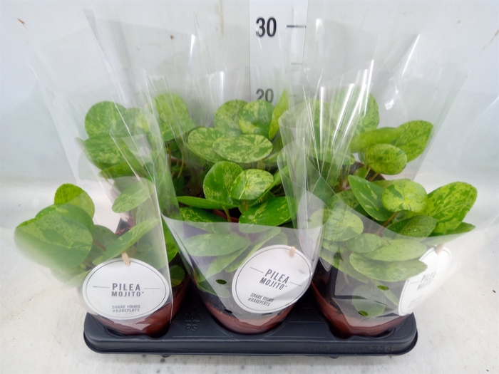 <h4>Pilea peperomoides</h4>