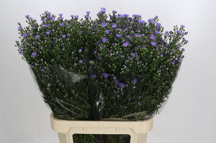 <h4>Aster Cassandra</h4>