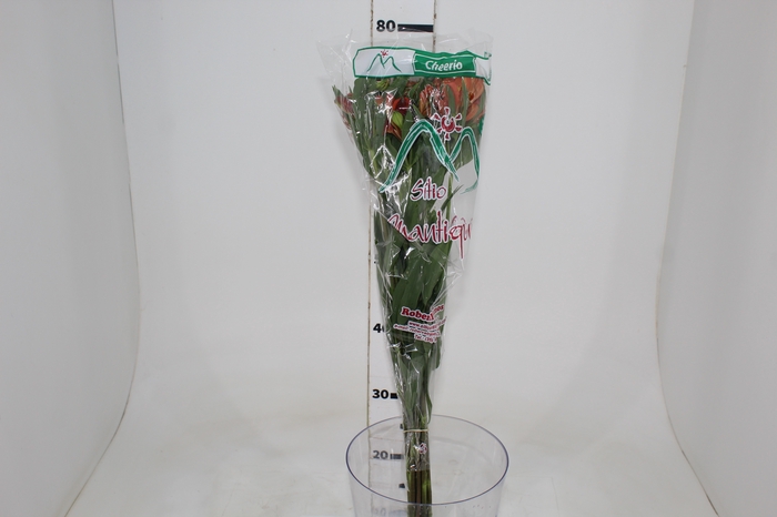 <h4>ALSTROEMERIA CHEERIO 080 CM</h4>