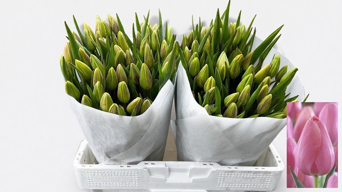 <h4>TU EN MENTON</h4>