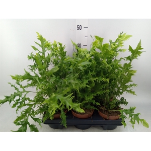 Phymatosorus scolopendria 'Hawaiia'
