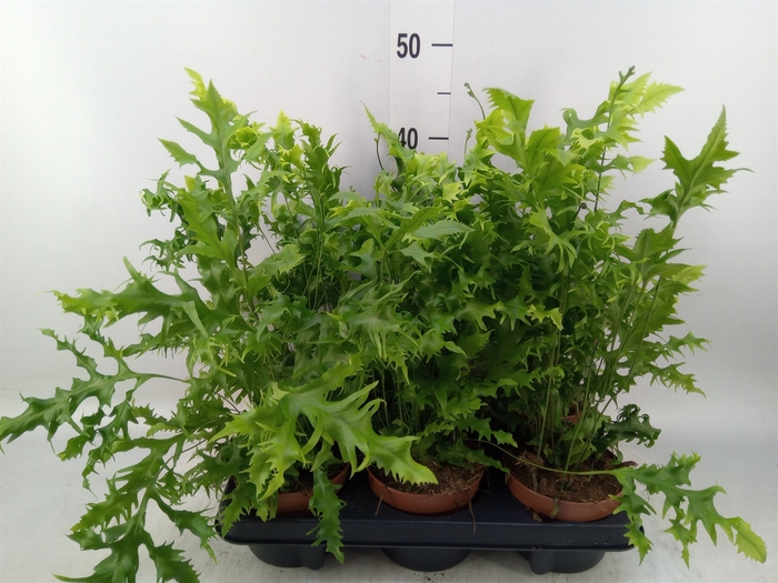 <h4>Phymatosorus scolopendria 'Hawaiia'</h4>