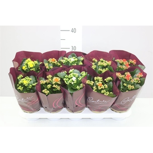 Kalanchoe Calandiva Mix A2
