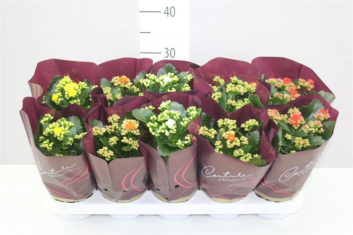 <h4>Kalanchoe Calandiva Mix A2</h4>