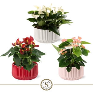 Table Mix in Madeira Keramiek