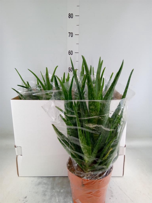 <h4>Aloe vera</h4>