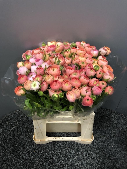 <h4>Ran Eleg Ex Salmon</h4>