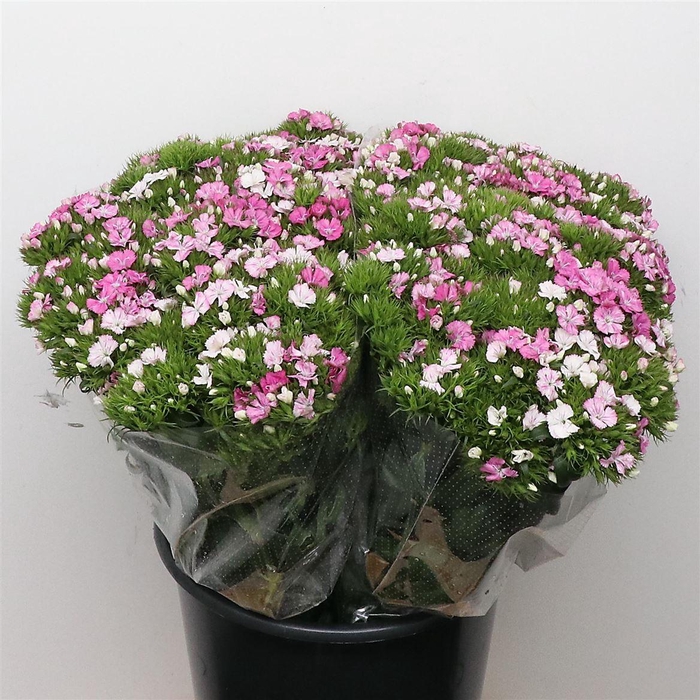 <h4>Di Barb Amazon Pink Extra</h4>