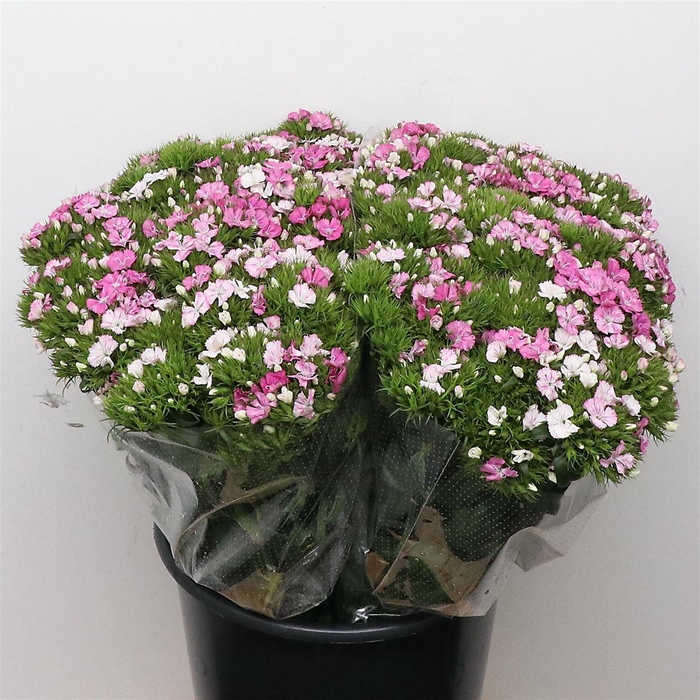 <h4>Di Barb Amazon Pink Extra</h4>