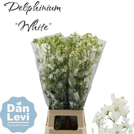 <h4>Delph En Bella Andes White</h4>