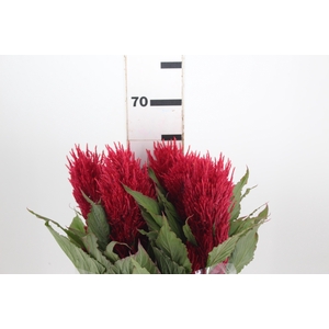 CELOSIA PLUMOSA CENTURY RED 060 CM