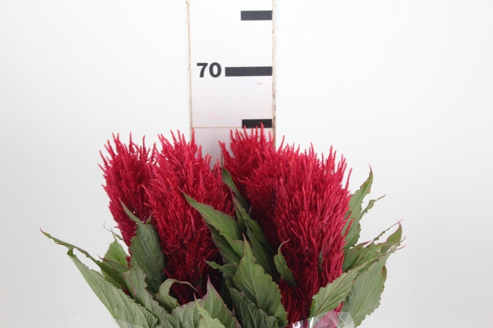 <h4>CELOSIA PLUMOSA CENTURY RED 060 CM</h4>