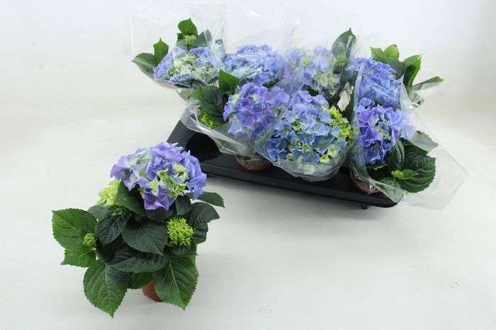 <h4>HYDR M EARLY BLUE</h4>