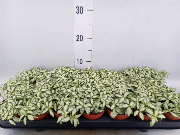 <h4>Fittonia  'Mosaic White Forest Fla'</h4>