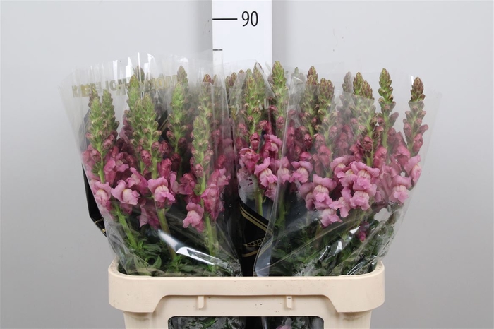 <h4>Antir Poto Lavender</h4>
