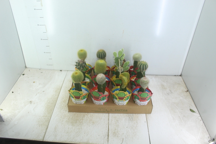 <h4>CACTUS ENXERTADO P10</h4>
