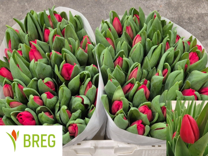 <h4>TU EN ESCAPE</h4>