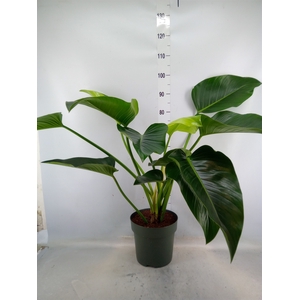 Philodendron  'Green Beauty'