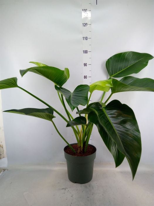 <h4>Philodendron  'Green Beauty'</h4>