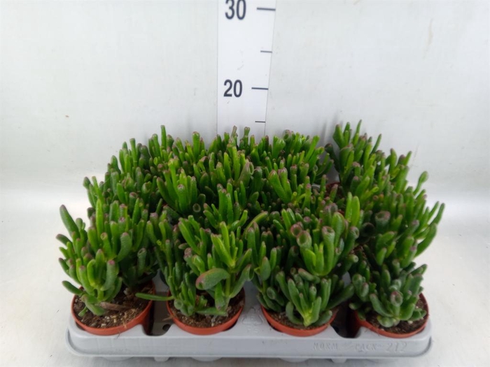 <h4>Crassula ovata 'Gollum'</h4>