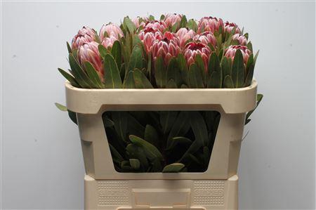 <h4>Protea Pink Ice</h4>