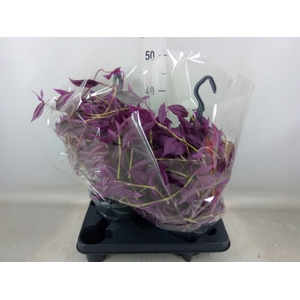 Tradescantia zebr. 'Pink Paradise'