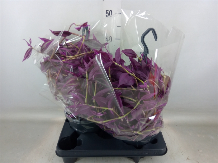 <h4>Tradescantia zebr. 'Pink Paradise'</h4>