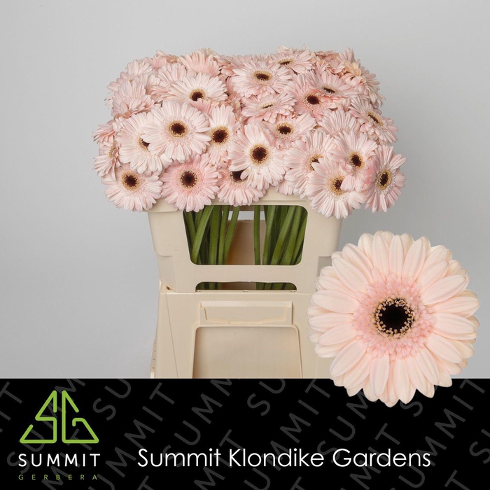 <h4>GE MI KOKOMO</h4>