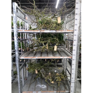 Plantdelen ...L%
