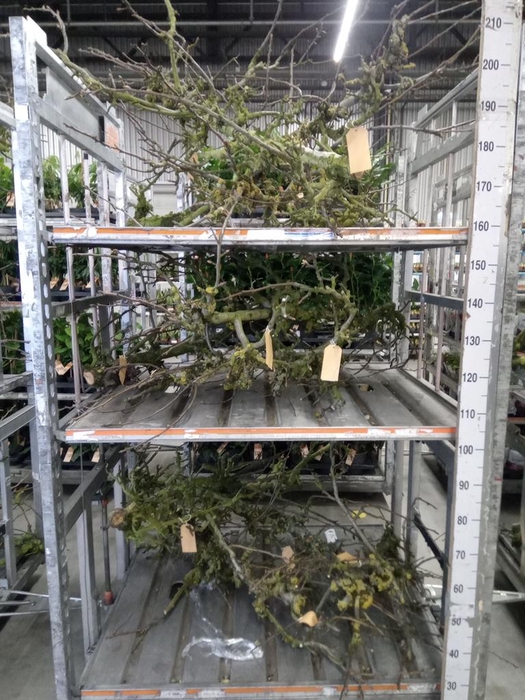 <h4>Plantdelen   ...L%</h4>