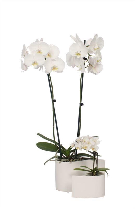 <h4>Yin Keramiek Phal Wit 2T+ Tiny Dolls 2T</h4>