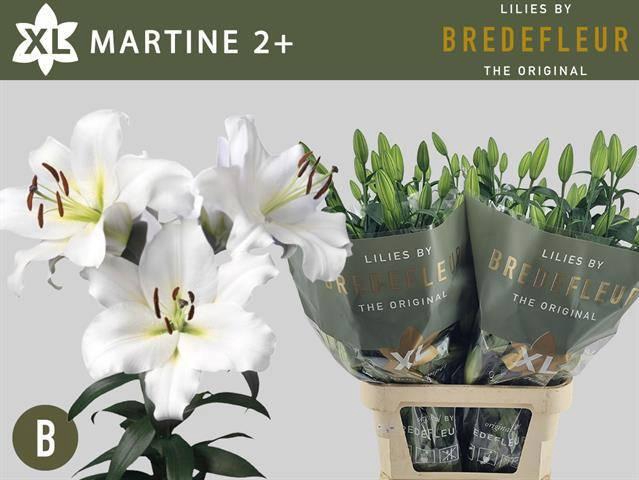 <h4>LI OT MARTINE</h4>