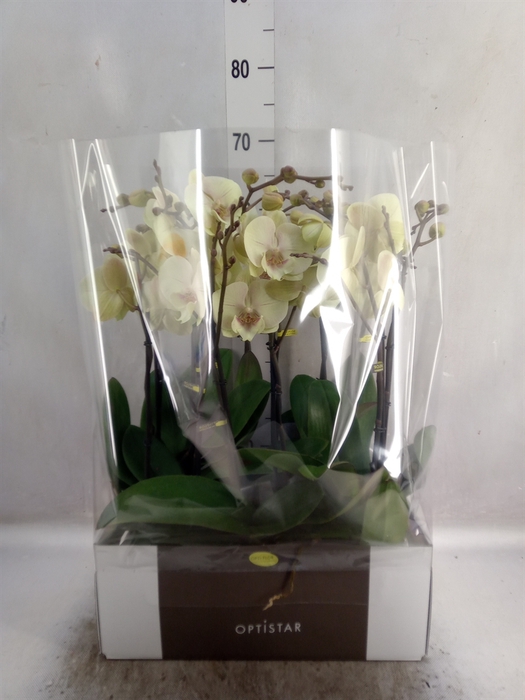 <h4>Phalaenopsis   ...yellow</h4>