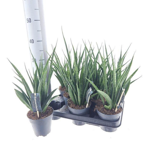<h4>Sansevieria kirkii 'Friends'</h4>